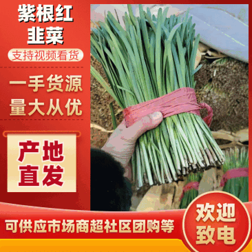 河北韭菜紫根红韭菜质量保证基地直发货源充足价格美丽