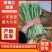 河北韭菜紫根红韭菜质量保证基地直发货源充足价格美丽