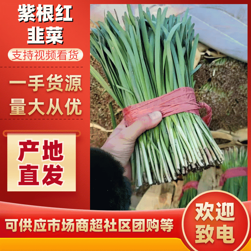 河北韭菜紫根红韭菜质量保证基地直发货源充足价格美丽