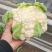 河北邯郸菜花白面青梗松花菜万亩蔬菜基地，品种齐全价格优惠