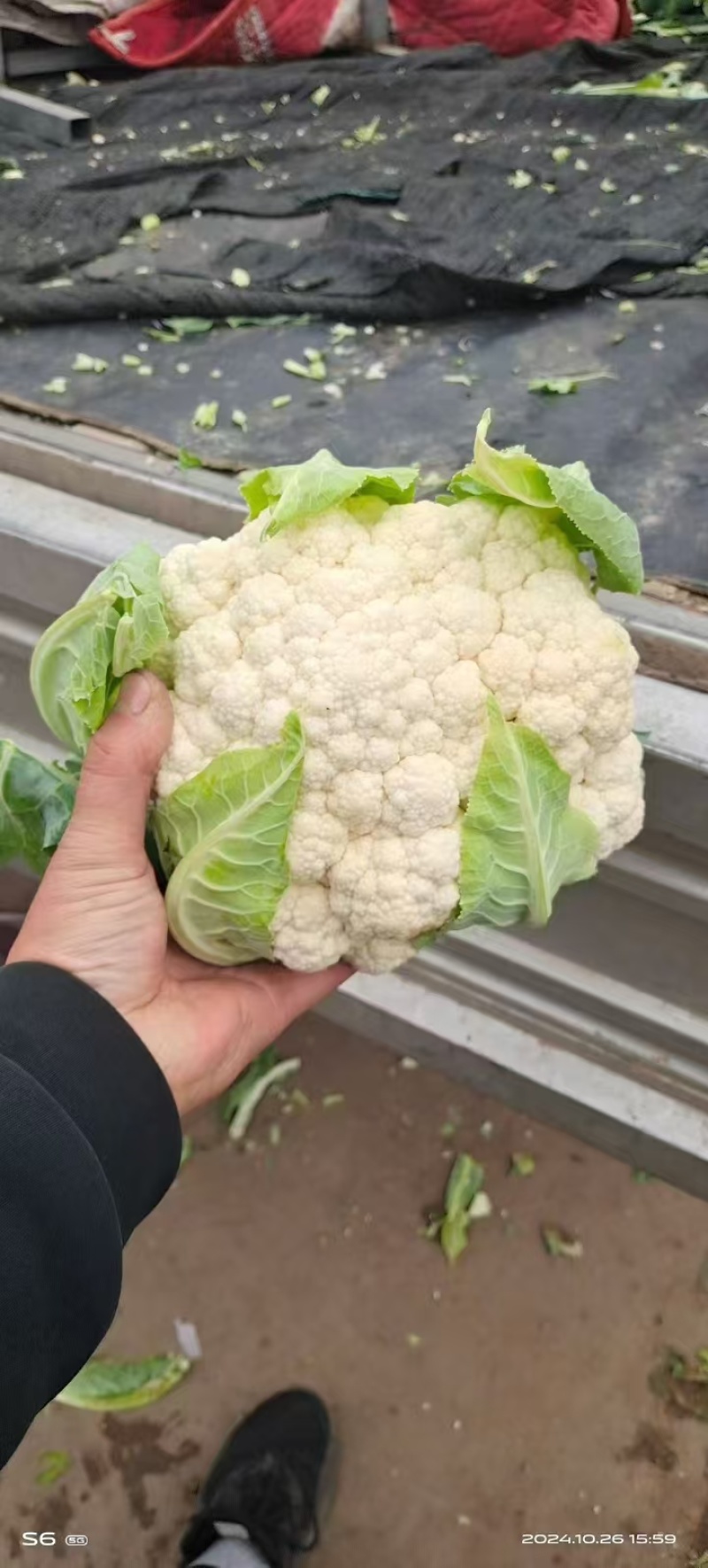 河北邯郸菜花白面青梗松花菜万亩蔬菜基地，品种齐全价格优惠