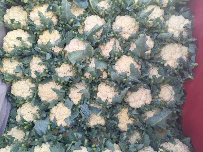 河北邯郸菜花白面青梗松花菜万亩蔬菜基地，品种齐全价格优惠