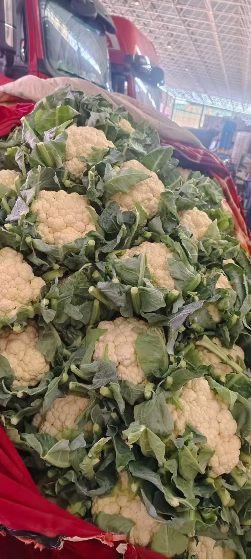 河北邯郸菜花白面青梗松花菜万亩蔬菜基地，品种齐全价格优惠