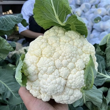 河北邯郸菜花白面青梗松花菜万亩蔬菜基地，品种齐全价格优惠