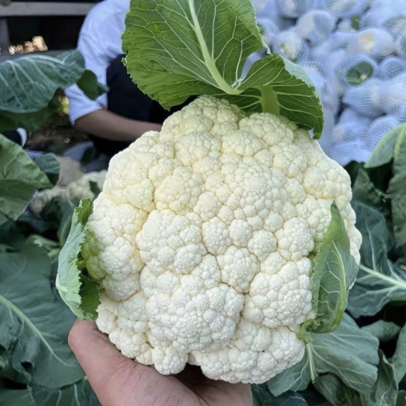 河北邯郸菜花白面青梗松花菜万亩蔬菜基地，品种齐全价格优惠