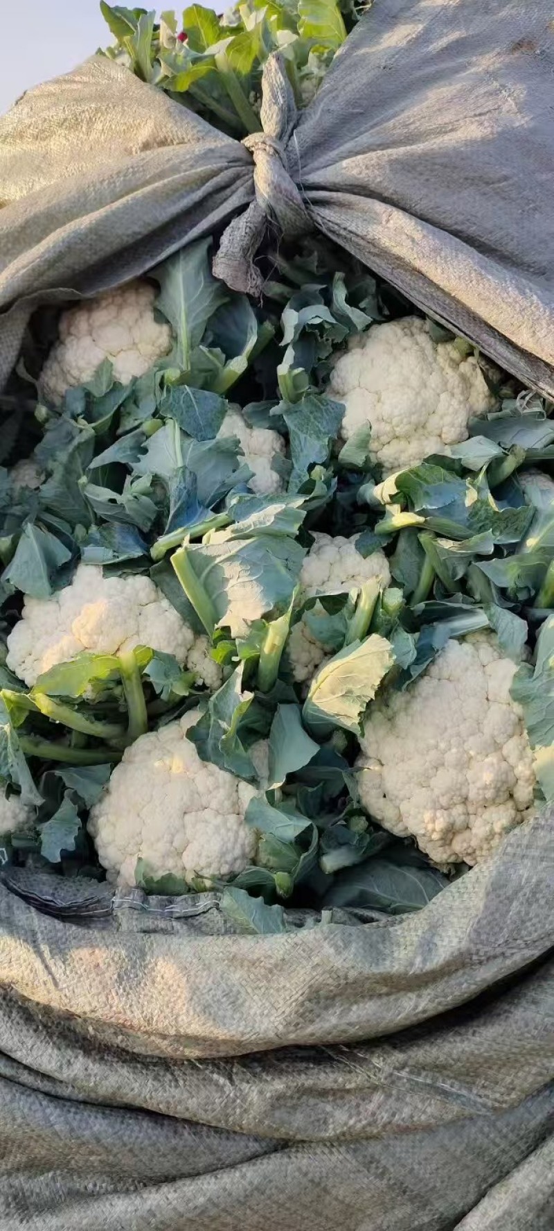 河北邯郸有机花大量上市，大量供应，量大质优价格优惠