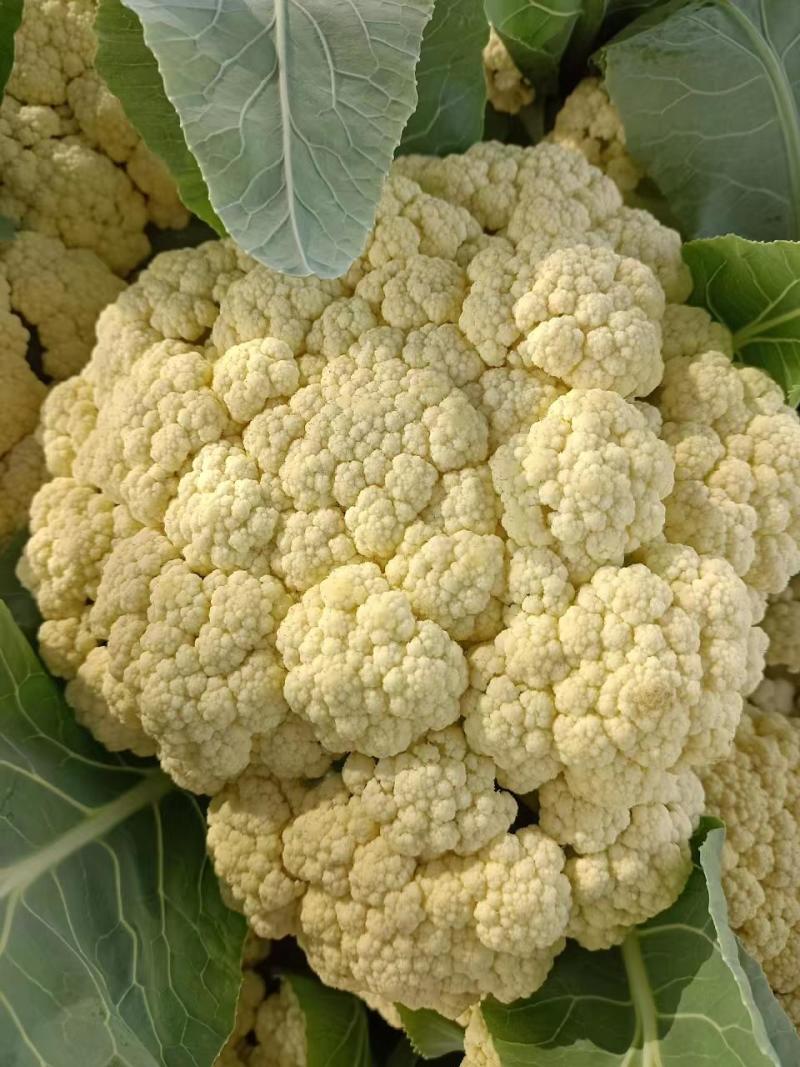 有机菜花苗万亩基地花梗淡绿米粒细球面白球型圆正