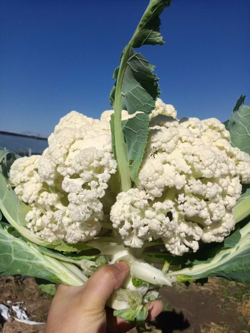 有机菜花苗万亩基地花梗淡绿米粒细球面白球型圆正