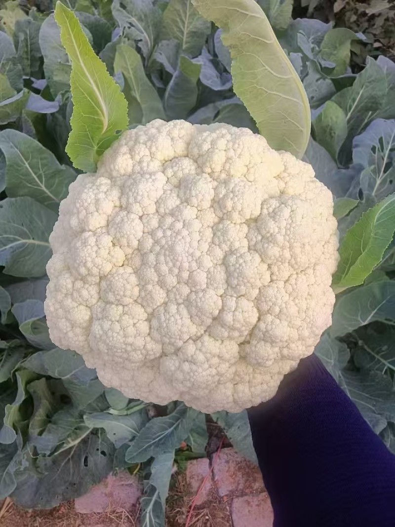有机菜花苗万亩基地花梗淡绿米粒细球面白球型圆正