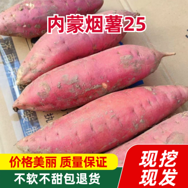内蒙烟薯25蜜薯赤峰自营基地，烤地瓜专用电商微商