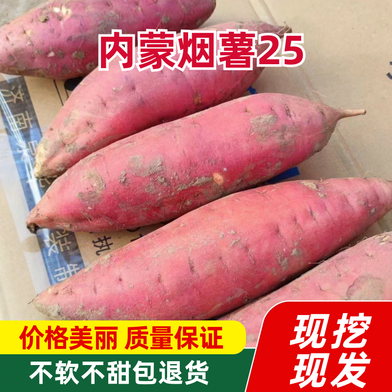内蒙烟薯25蜜薯赤峰自营基地，烤地瓜专用电商微商