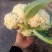 有机菜花苗万亩基地花梗淡绿米粒细球面白球型圆正