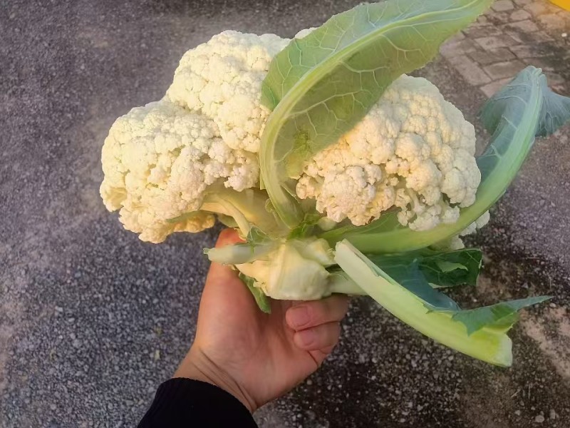 有机菜花苗万亩基地花梗淡绿米粒细球面白球型圆正