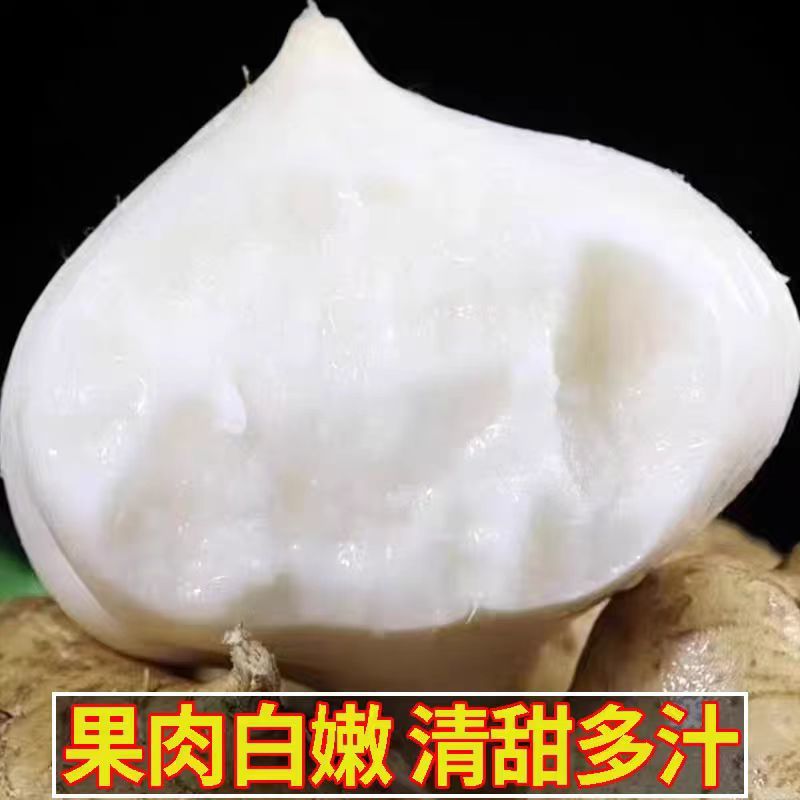 精选沙土地瓜沙葛湖北产地一手货源发往全国