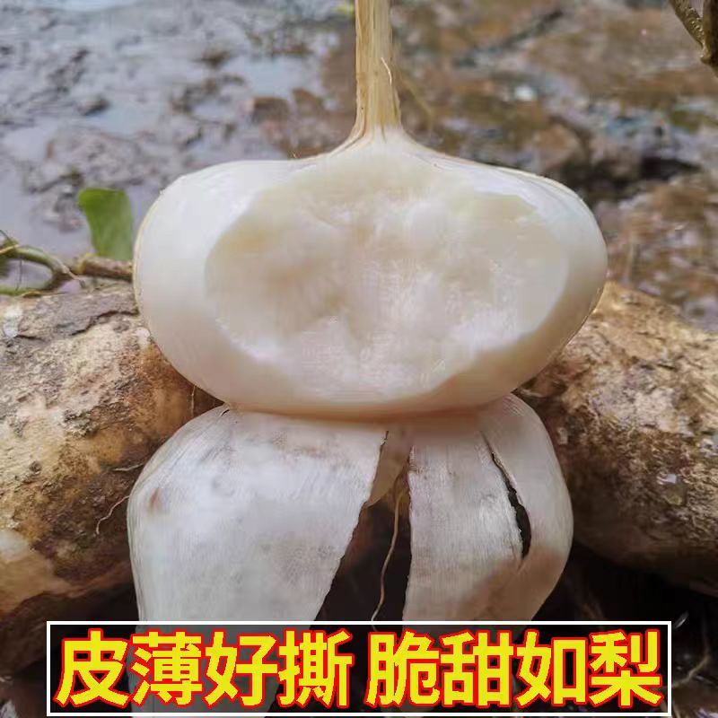 精选沙土地瓜沙葛湖北产地一手货源发往全国
