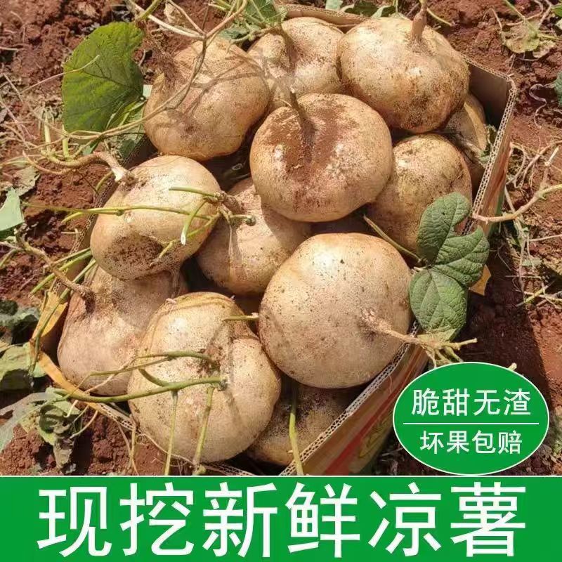 精选沙土地瓜沙葛湖北产地一手货源发往全国