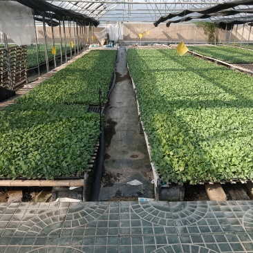 有机菜花苗万亩基地花梗淡绿米粒细球面白球型圆正