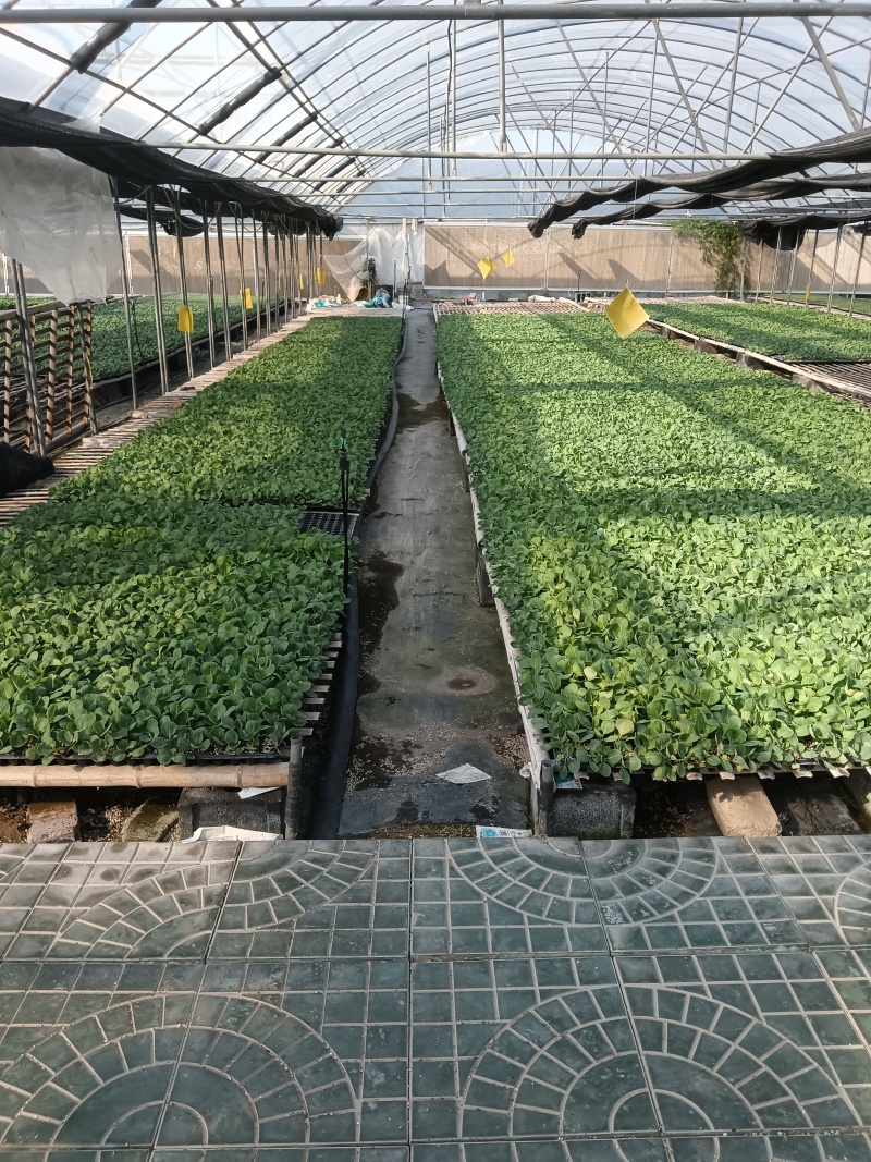有机菜花苗万亩基地花梗淡绿米粒细球面白球型圆正