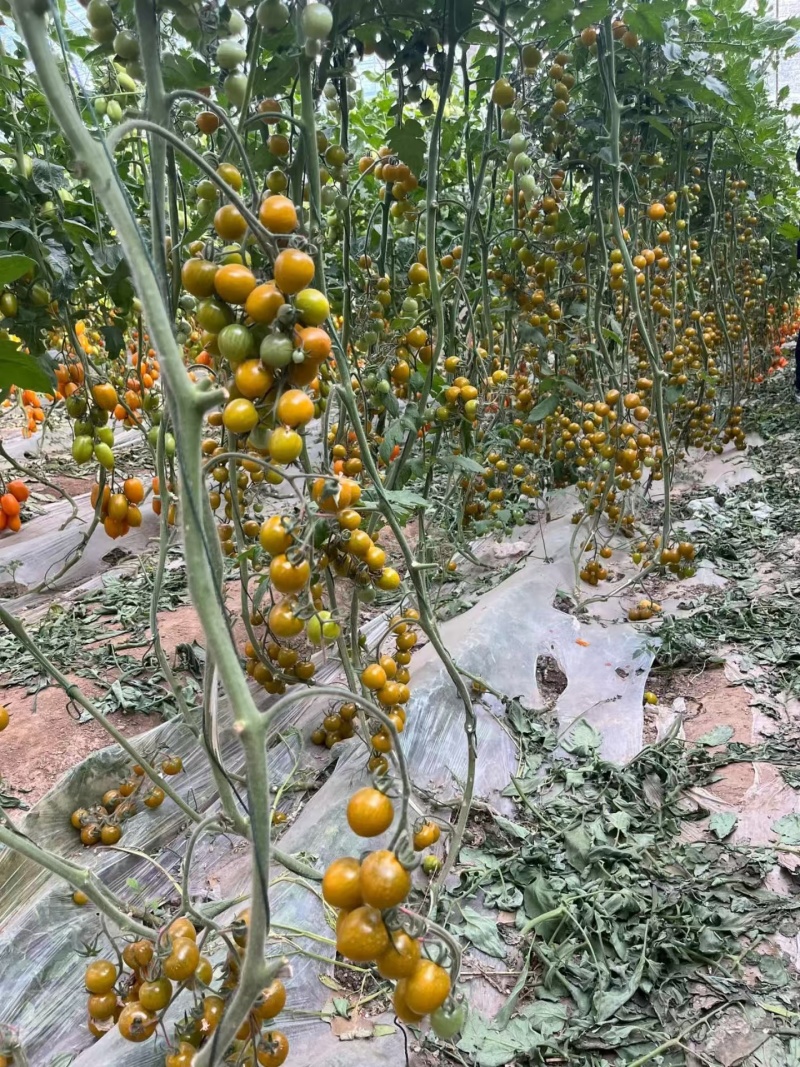 糖珀琥小番茄苗绿色小番茄万亩基地一手货源欢迎致电