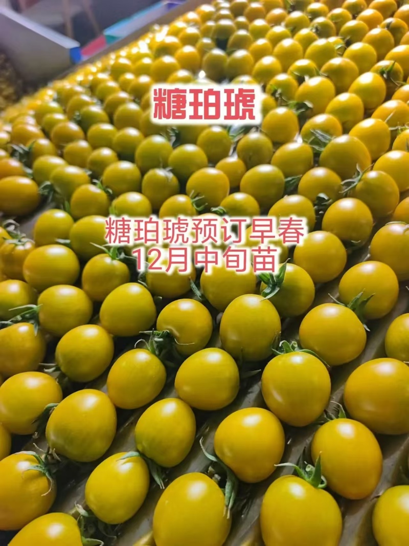 糖珀琥小番茄苗绿色小番茄万亩基地一手货源欢迎致电
