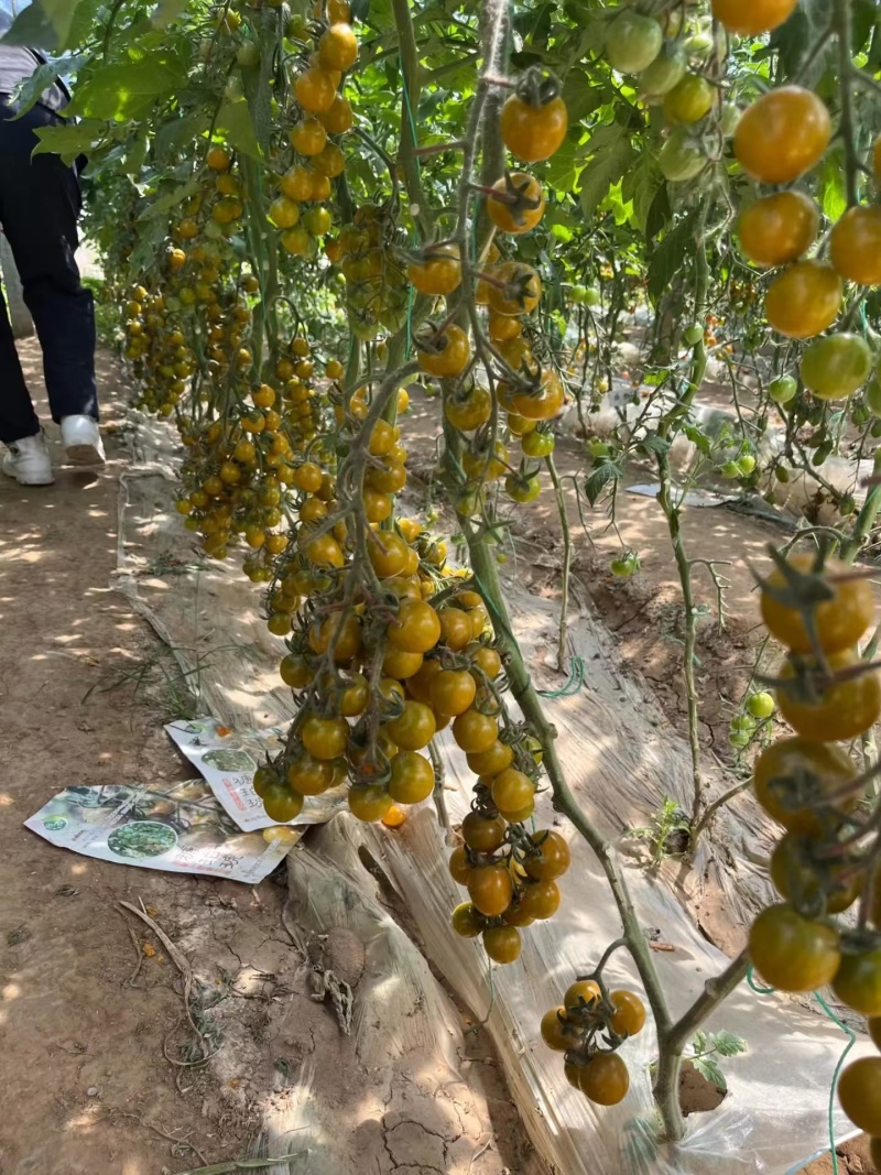 糖珀琥小番茄苗绿色小番茄万亩基地一手货源欢迎致电