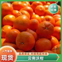 云南沃柑新鲜上市，当天采摘，视频看货，对接商超市场