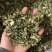 益母草产品实拍干货量大从优