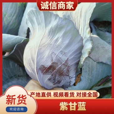 东北紫甘蓝一手货源质量无忧欢迎致电来电咨询价更优