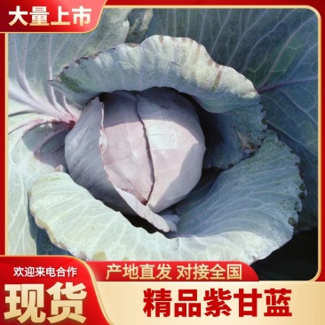 紫甘蓝一手货源价格美丽品质无忧致电价更优欢迎咨询