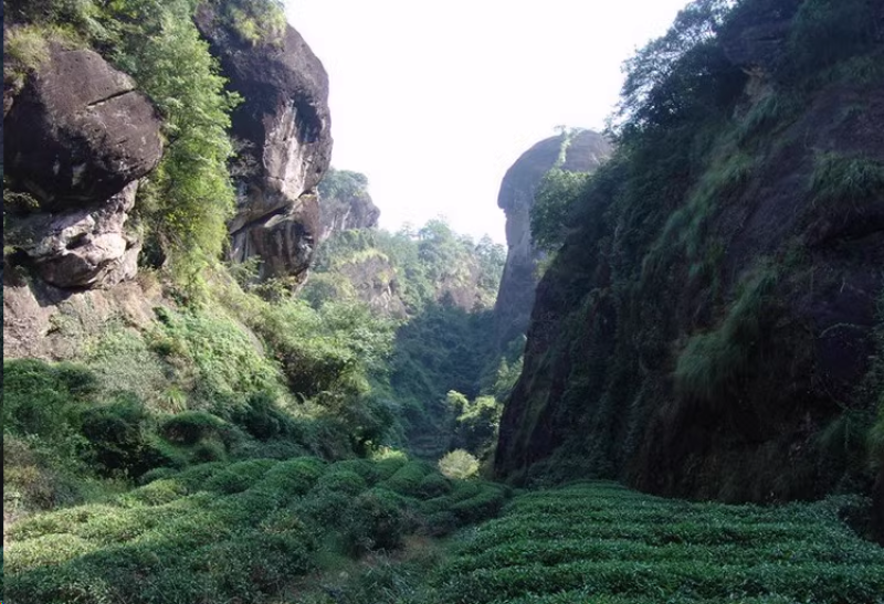 陈茶陈年大红袍茶叶二十年陈茶珍藏20年茶自