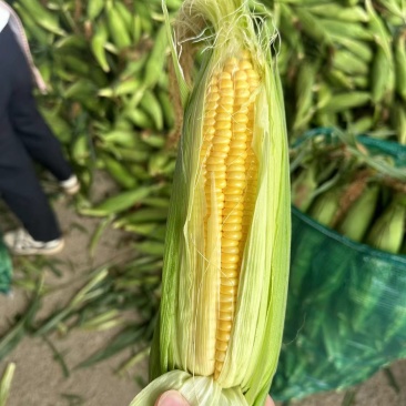 精品太阳花甜玉米🌽品质保证欢迎来电洽谈价格更优惠