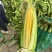 精品太阳花甜玉米🌽品质保证欢迎来电洽谈价格更优惠