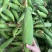 精品太阳花甜玉米🌽品质保证欢迎来电洽谈价格更优惠