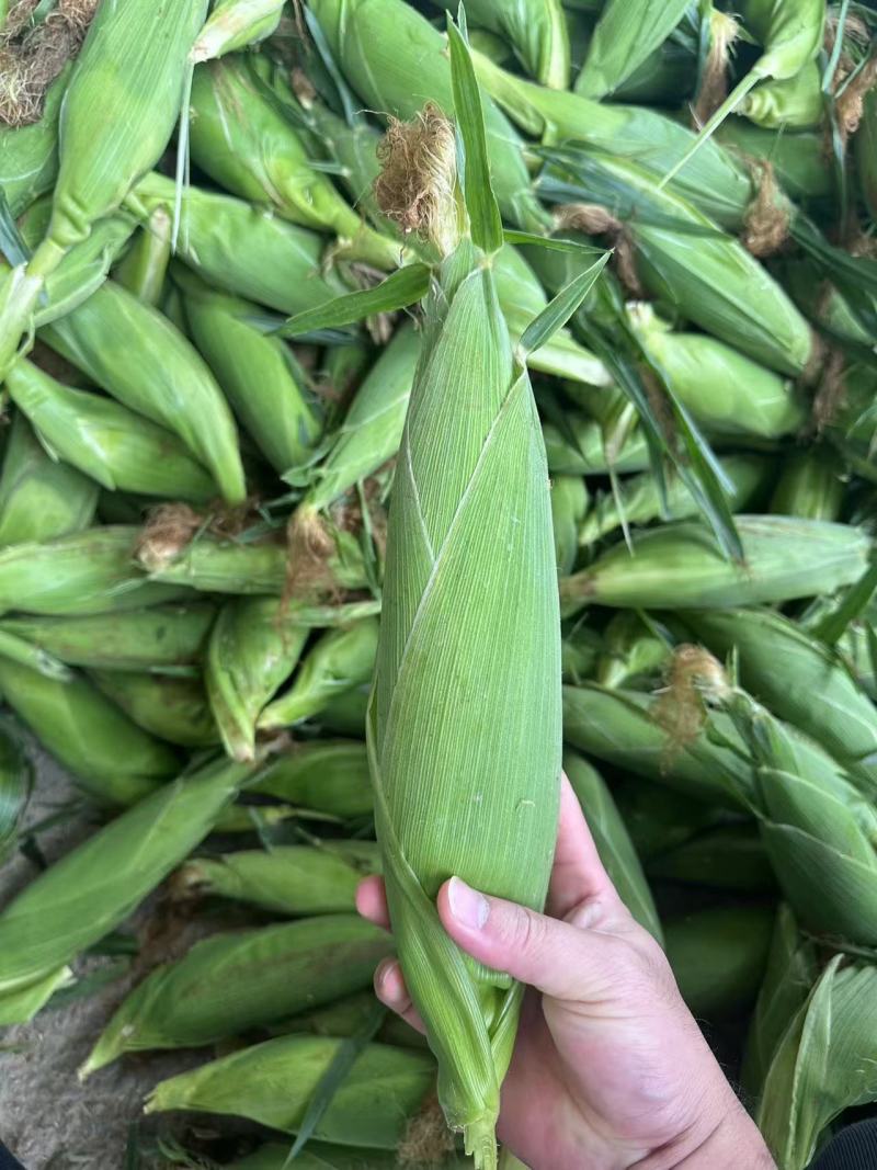 精品太阳花甜玉米🌽品质保证欢迎来电洽谈价格更优惠