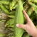 精品太阳花甜玉米🌽品质保证欢迎来电洽谈价格更优惠