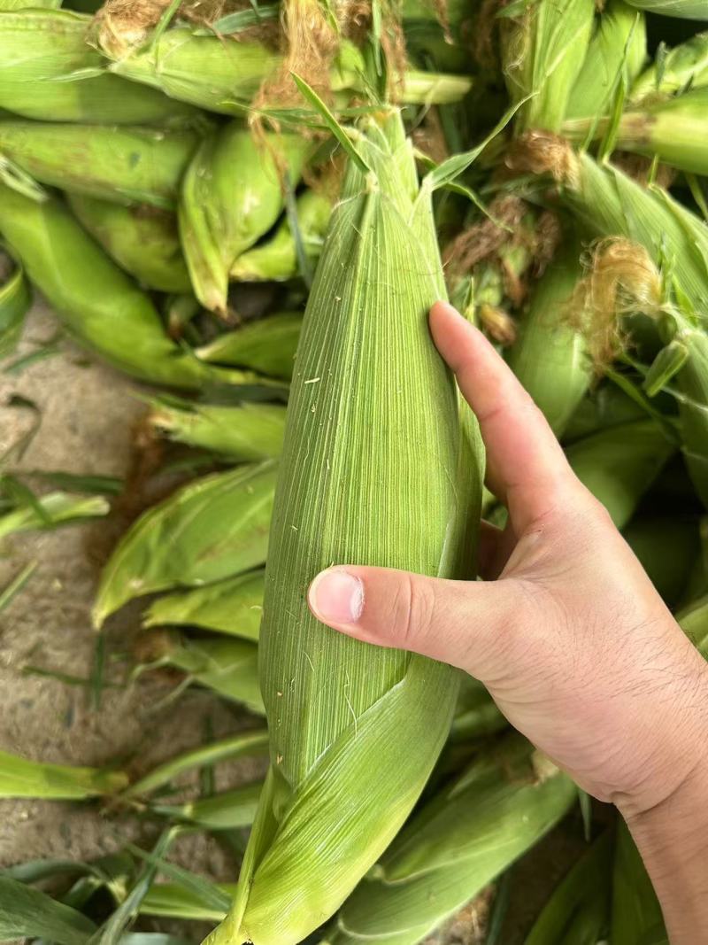 精品太阳花甜玉米🌽品质保证欢迎来电洽谈价格更优惠