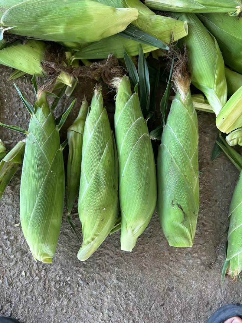 精品太阳花甜玉米🌽品质保证欢迎来电洽谈价格更优惠
