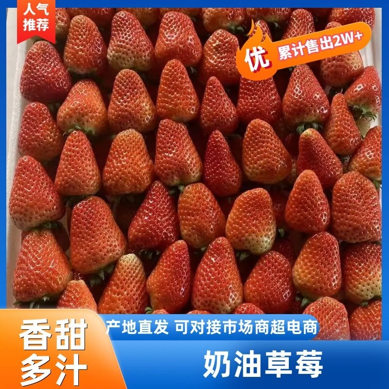 安徽阜阳天仙醉草莓大量有货价格便宜基地直供