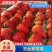 安徽精品奶油草莓基地直发品质保证量大从优欢迎联系
