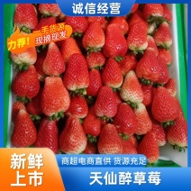 安徽精品天仙醉草莓，货源充足产地直发品质保证量大从优