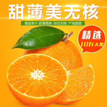 爱媛橙果冻橙甜嫩多汁对接全国市场商超