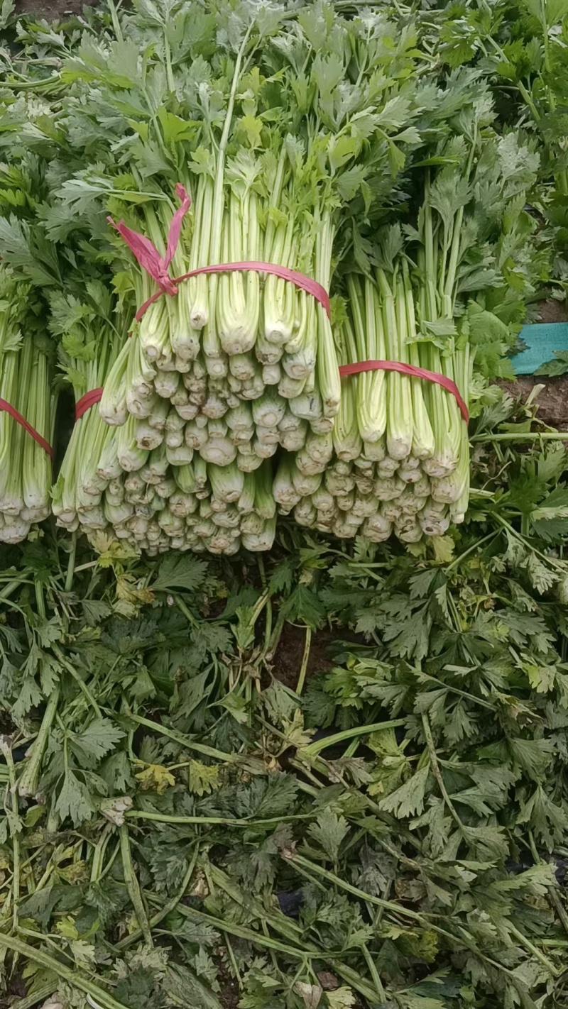 鹿邑皇后西芹大量上市新鲜发货品质保证欢迎来电