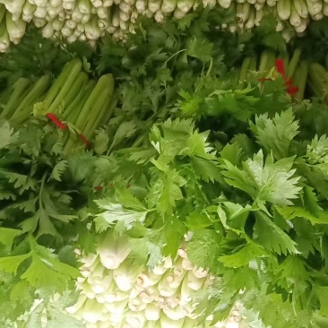 鹿邑皇后西芹大量上市新鲜发货品质保证欢迎来电