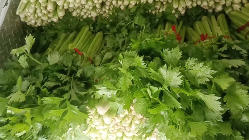 鹿邑皇后西芹大量上市新鲜发货品质保证欢迎来电