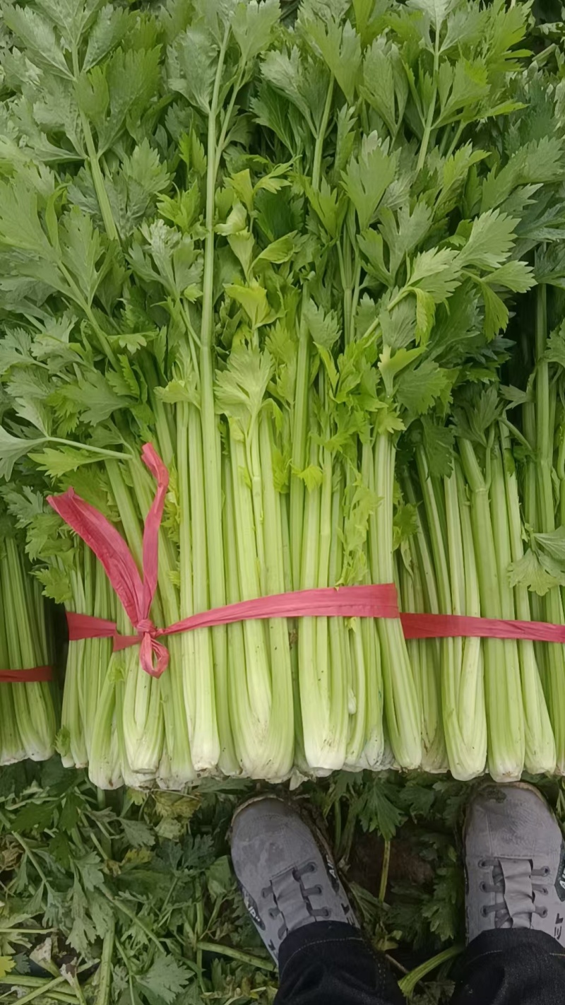 精品芹菜皇后西芹产地直发欢迎各地采购商前来选购