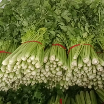 精品芹菜皇后西芹产地直发欢迎各地采购商前来选购