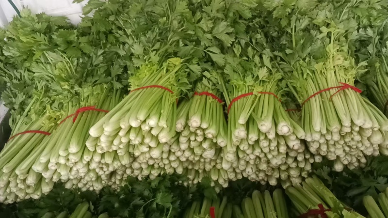 精品芹菜皇后西芹产地直发欢迎各地采购商前来选购
