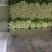 精品芹菜皇后西芹产地直发欢迎各地采购商前来选购