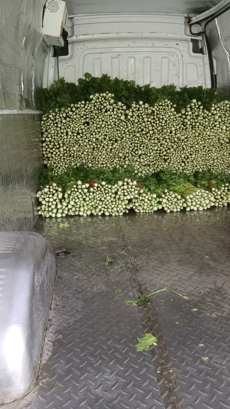 精品芹菜皇后西芹产地直发欢迎各地采购商前来选购