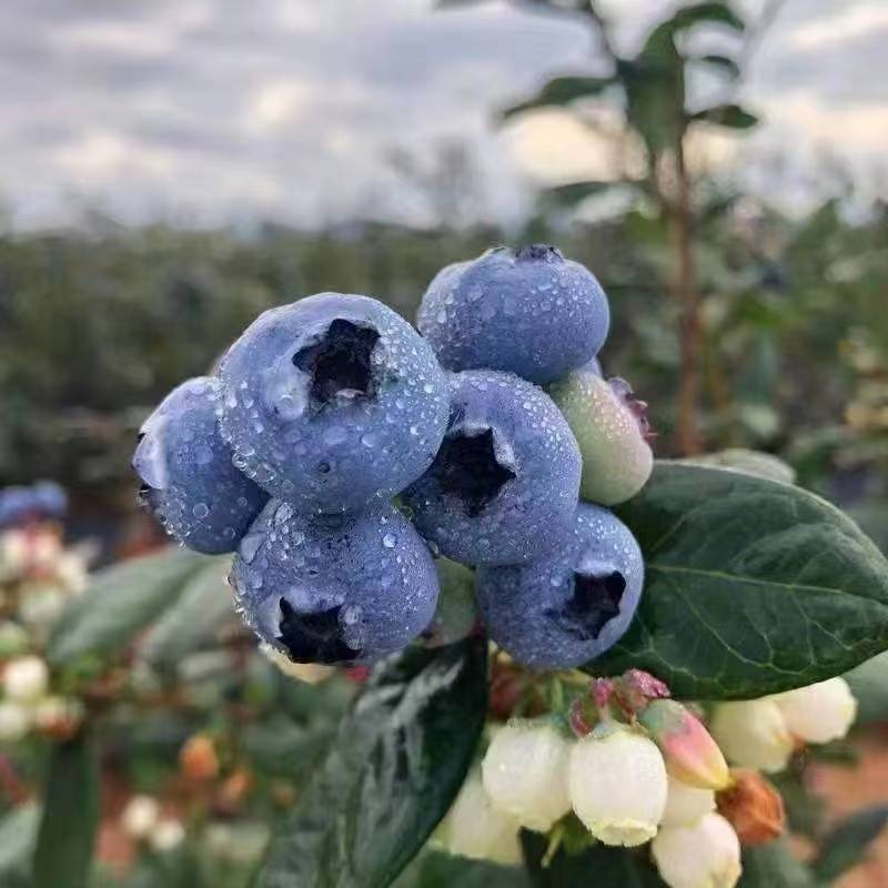 包装盒蓝莓包装盒工厂直发量大从优欢迎来电咨询